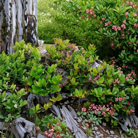 3 Live Black Salal Berry Plants – Gaultheria shallon | Medium Size | 4" Nursery Pots | Evergreen Native Berry Shrub | Woodland Garden Plant