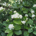 Arabian Jasmine Seeds – Jasminum sambac | 10 Seeds | Pure White Fragrant Flowers | Indoor & Outdoor Ornamental Plant