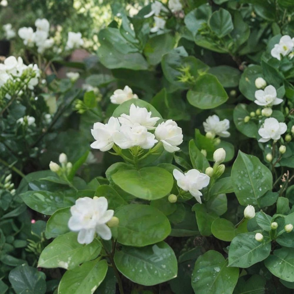 Arabian Jasmine Seeds – Jasminum sambac | 10 Seeds | Pure White Fragrant Flowers | Indoor & Outdoor Ornamental Plant