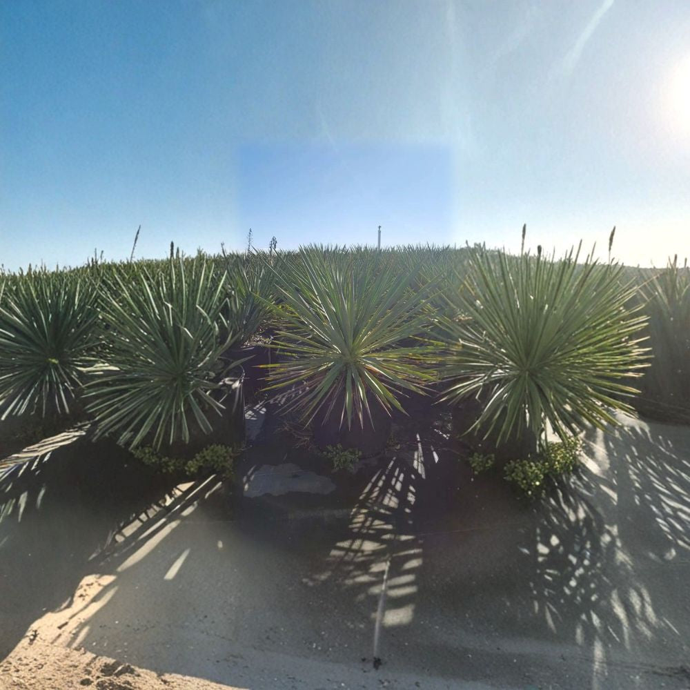 Color Guard Yucca – Yucca filamentosa Live Plant | 3 Gallon Shrub | Evergreen Variegated Foliage | White Bell Flowers | Drought Tolerant Landscape Favorite