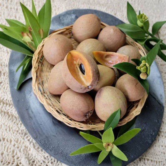 Sapodilla Tree – Manilkara zapota Live Plant | 2–3 Feet Tall | 3 Gallon Pot | Molix Variety | Tropical Fruit Tree