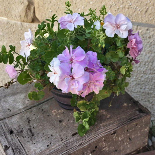 Double Soft Pink Ivy Geranium Cuttings – 8 Fresh Pelargonium Cuttings for Rooting | Trailing Pink Geraniums