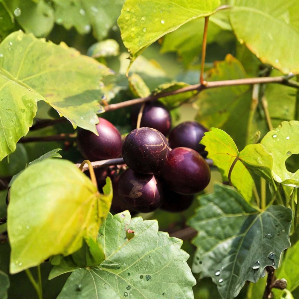 Delicious Muscadine Grape Vine – Vitis rotundifolia Live Plant | 3–8 Inches Tall | Includes Nursery Pot | Self-Fertile Fruit Vine