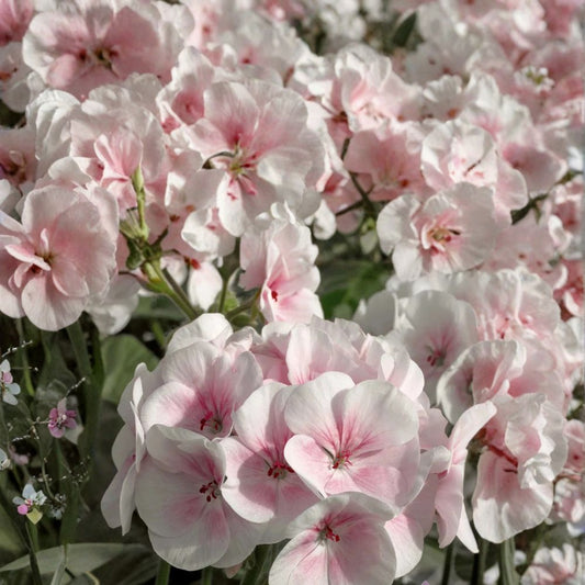 Maverick Appleblossom Geranium Seeds – Pelargonium x hortorum Flower Seeds | 25+ Seeds Included | Soft Pink & White Blooms | Patio & Garden Friendly | Easy to Grow