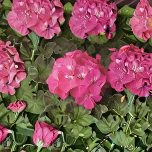 Geranium Pinto Premium Rose Deep – Pelargonium Seeds | 1,000 Seeds | Deep Rose Blooms | Vigorous Garden Variety | Pot & Landscape Friendly | Easy to Grow