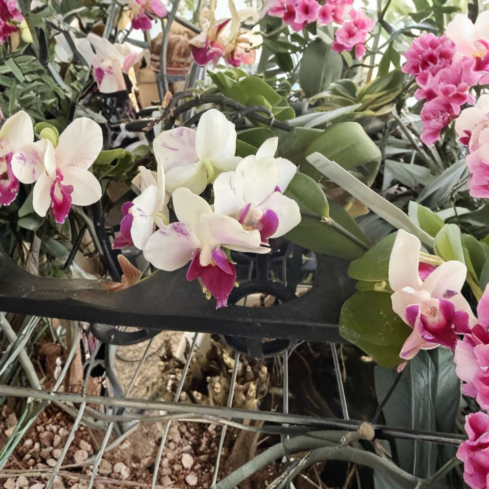 Surprise Cattleya Orchid Plant – 2 Stem Division | Live Bare Root Orchid | No Pot | Flowering Tropical Houseplant