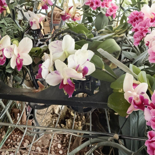 Surprise Cattleya Orchid Plant – 2 Stem Division | Live Bare Root Orchid | No Pot | Flowering Tropical Houseplant