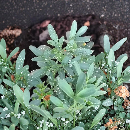 Rue Herb – Ruta graveolens Live Rooted Starter Plant | Evergreen Perennial Subshrub | Aromatic Culinary & Ornamental Herb