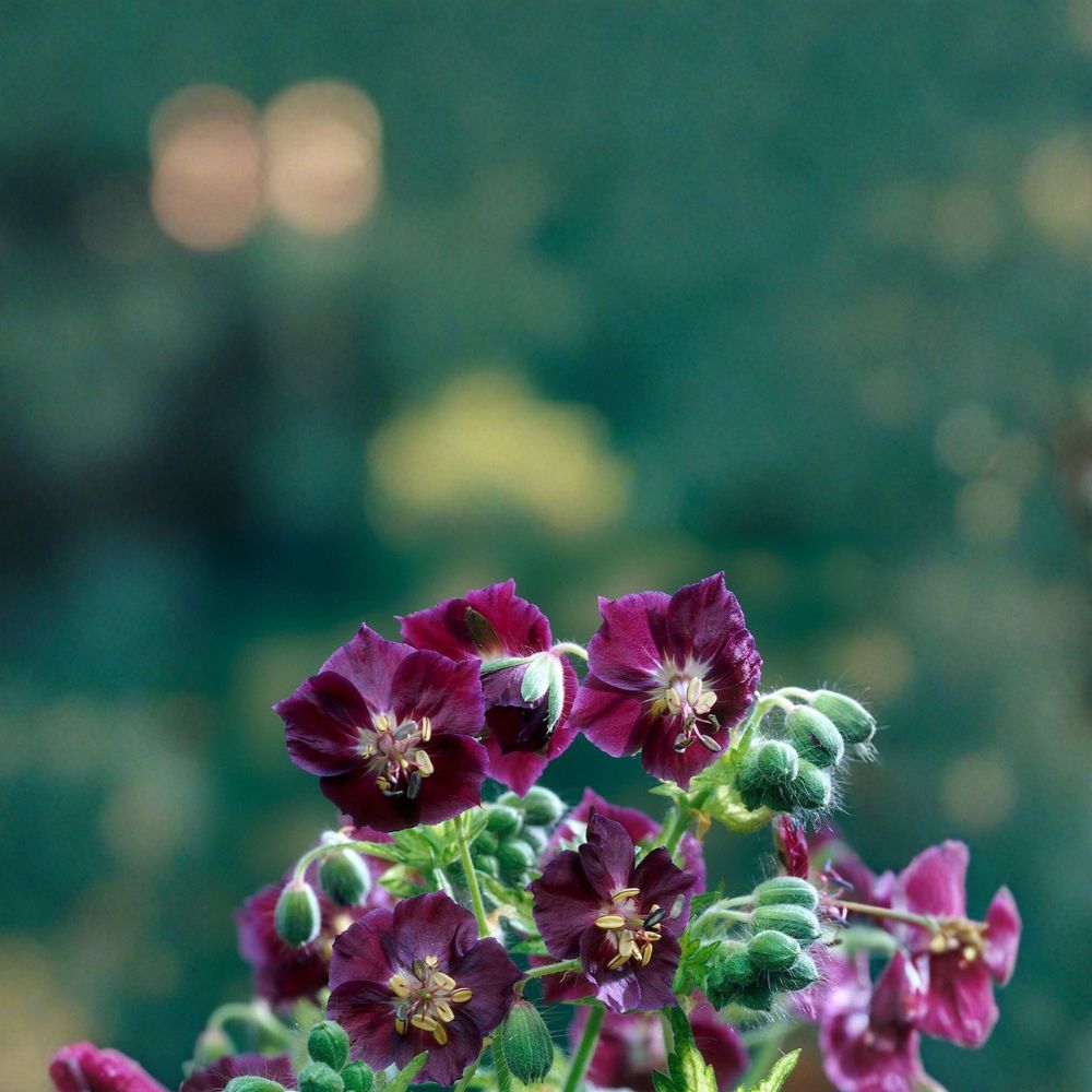 Springtime Geranium Seeds – Pelargonium Flower Seeds | 25+ Seeds Included | Vibrant Garden Blooms | Patio & Container Friendly | Easy to Grow