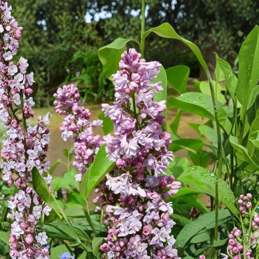Katherine Havemeyer Lilac – Syringa ‘Katherine Havemeyer’ Live Plant | 3 Ft Tall Potted | Double Pink French Lilac | Fragrant Spring Flowering Shrub