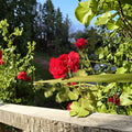 True Red Ivy Geranium Cuttings – Pelargonium Peltatum Live Plant Cuttings | 5 Unrooted 6 Inch Cuttings | Trailing Red Blooms | Hanging Basket Friendly | Easy to Grow