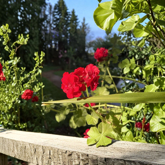 True Red Ivy Geranium Cuttings – Pelargonium Peltatum Live Plant Cuttings | 5 Unrooted 6 Inch Cuttings | Trailing Red Blooms | Hanging Basket Friendly | Easy to Grow