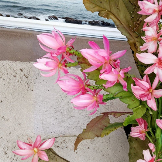 German Empress Orchid Cactus – Epiphyllum Live Rooted Plant | 6+ Inches Tall | Pink Flowering Cactus | Bare Root
