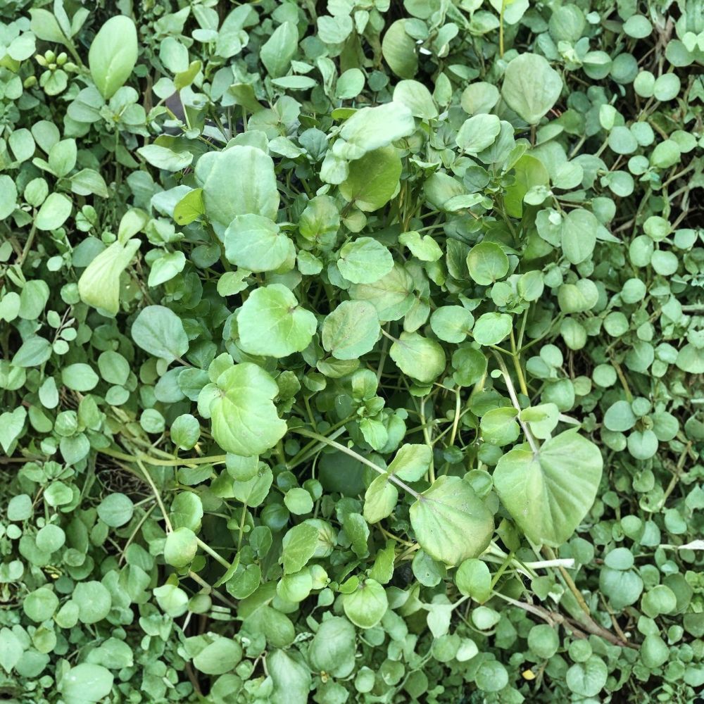 15 Watercress Live Cuttings – Nasturtium officinale With Roots | Bare Root | Ready to Plant | Edible Aquatic Herb