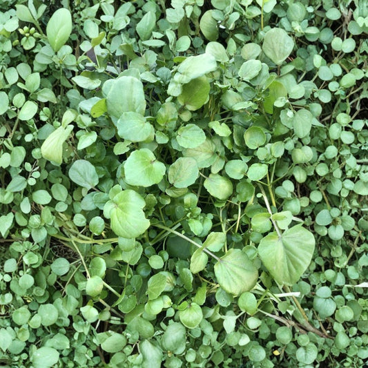 15 Watercress Live Cuttings – Nasturtium officinale With Roots | Bare Root | Ready to Plant | Edible Aquatic Herb