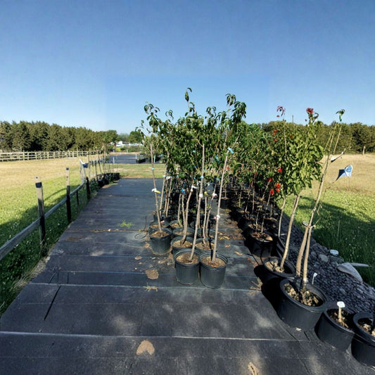 Harko Nectarine Tree – Prunus persica var. nucipersica Live Fruit Tree | 4–6 Feet Tall | Sweet Yellow Flesh Nectarines | Self-Fertile | Easy to Grow