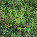 Labrador Tea – Rhododendron groenlandicum Live Plant | Wild Harvested Rhizome | Cold Hardy Herbal Shrub | Acid Soil Loving Native Plant
