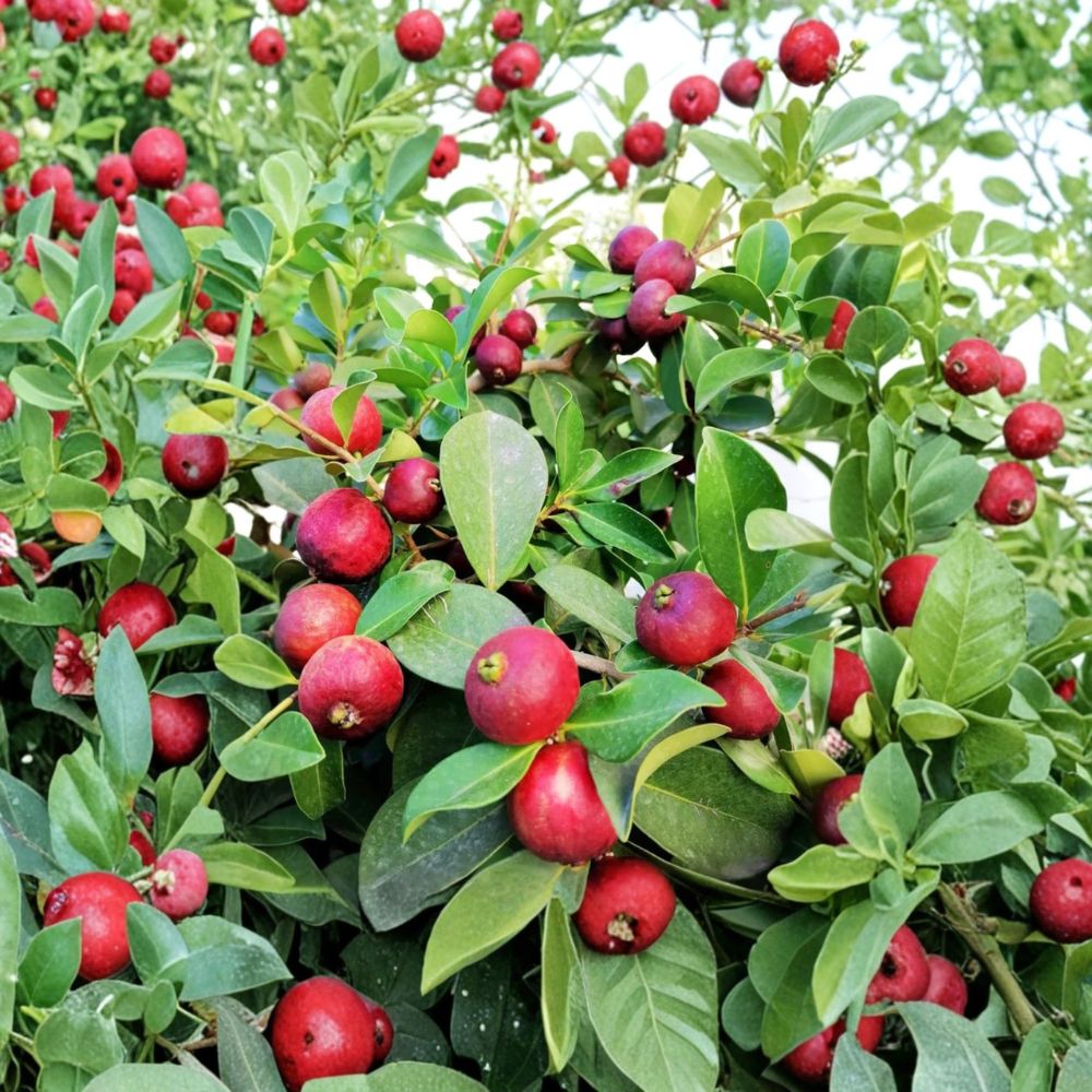 Strawberry Guava Live Plant – Psidium cattleianum | 6–9 Inches Tall | Rooted Bare Root Starter | Tropical Fruit Tree | Container Friendly