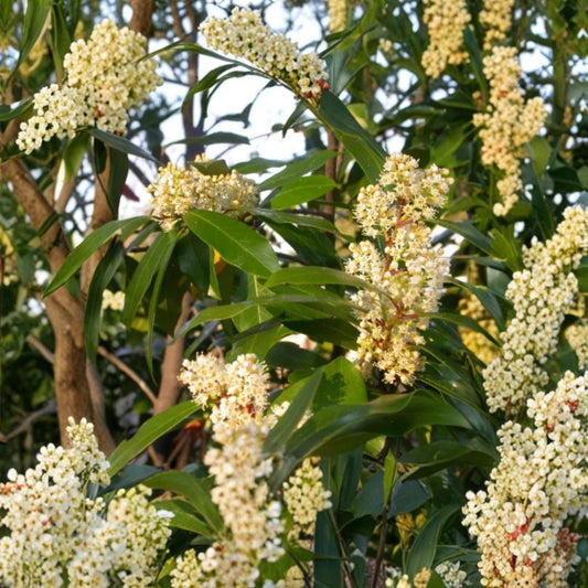 Cherry Laurel – 2 Live Plants | 4 Inch Pots | Evergreen Shrub | Privacy Hedge & Screen Plant | Garden Landscape