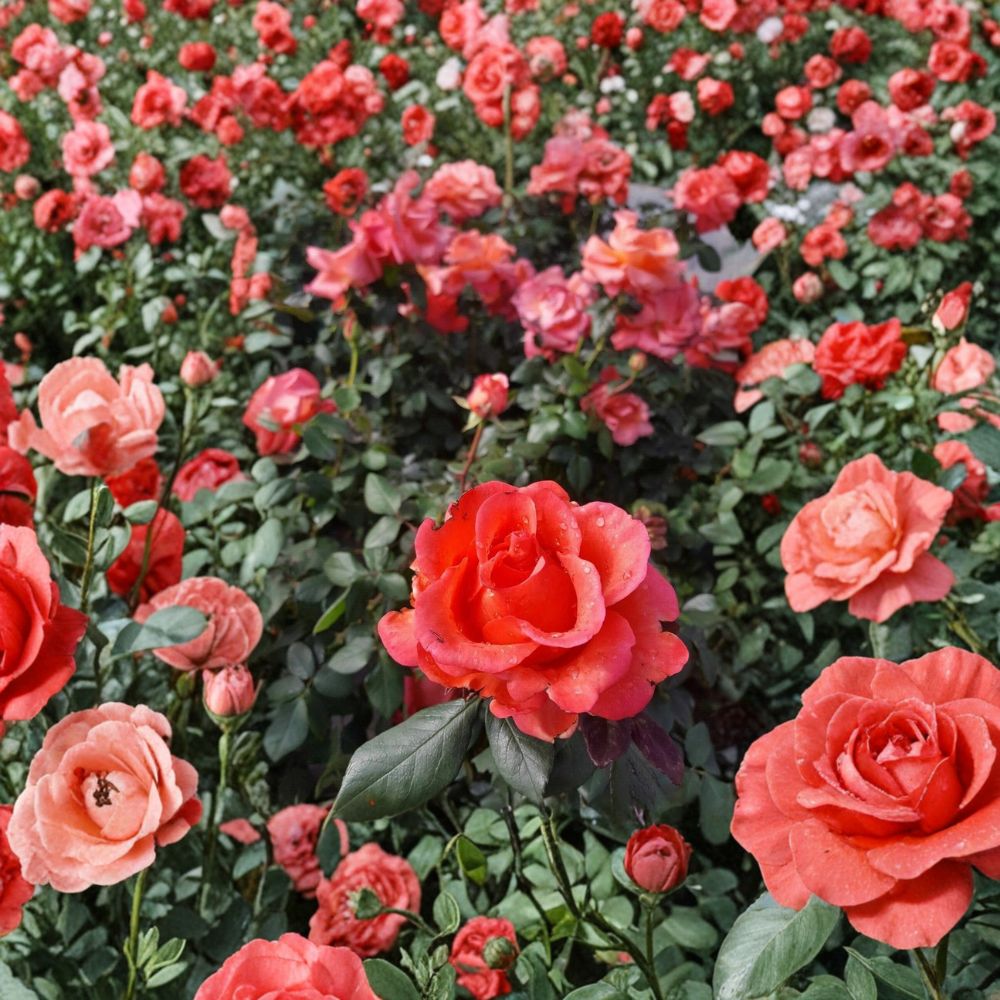 Ring of Fire Hybrid Tea Rose – Rosa Live Plant | 1 Gallon Bush | Fiery Red Orange Blooms | Repeat Blooming Rose | Landscape Garden Favorite