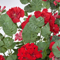 Precision Scarlet Red Ivy Leaf Geranium Seeds – Pelargonium peltatum Flower Seeds | 25+ Seeds Included | Trailing Red Blooms | Hanging Basket & Patio Friendly | Easy to Grow