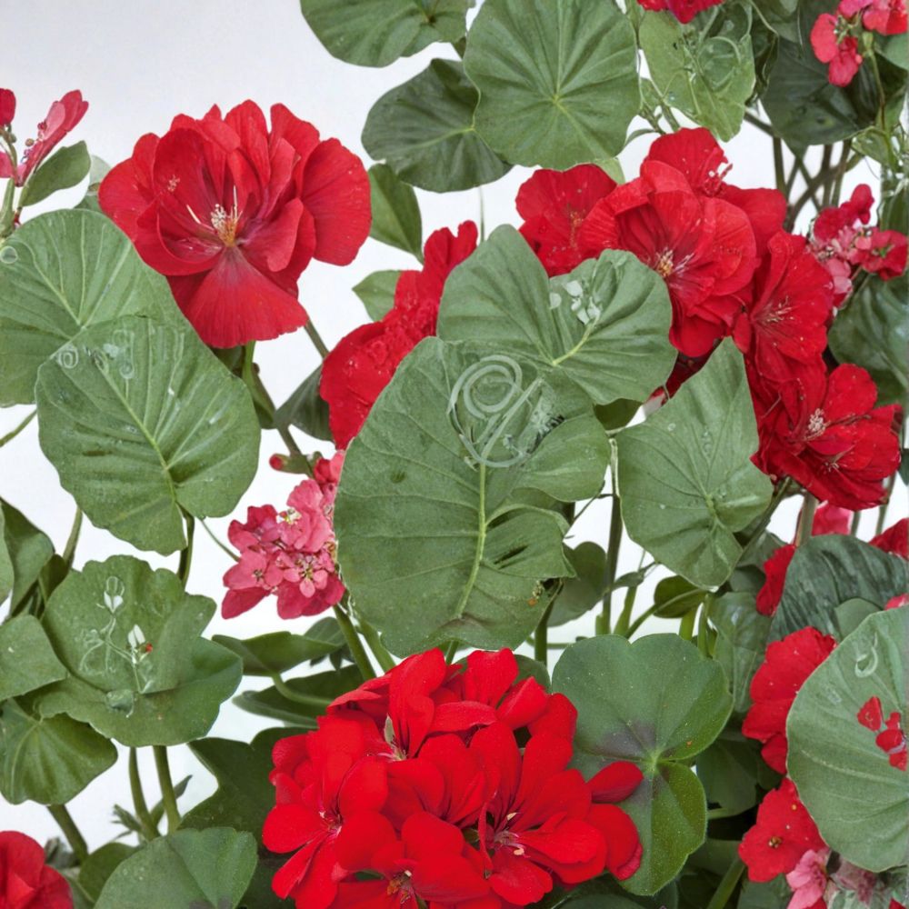 Precision Scarlet Red Ivy Leaf Geranium Seeds – Pelargonium peltatum Flower Seeds | 25+ Seeds Included | Trailing Red Blooms | Hanging Basket & Patio Friendly | Easy to Grow