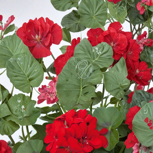 Precision Scarlet Red Ivy Leaf Geranium Seeds – Pelargonium peltatum Flower Seeds | 25+ Seeds Included | Trailing Red Blooms | Hanging Basket & Patio Friendly | Easy to Grow