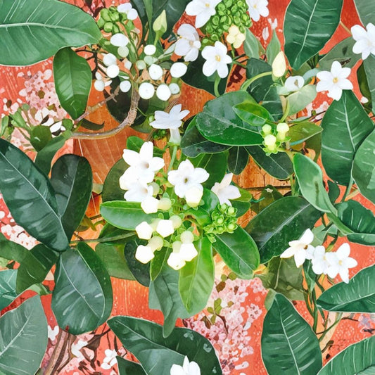 Madagascar Jasmine Seeds – Stephanotis floribunda | 50 Seeds | Fragrant Wedding Flower Vine | Tropical Climbing Plant