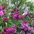 Charles Joly French Lilac – Syringa vulgaris ‘Charles Joly’ Live Plant | 3 Ft Tall Potted | Double Dark Red Lilac | Fragrant Spring Flowering Shrub
