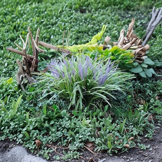 Variegated Monkey Grass – 3 Bare Root Plants | Liriope muscari 'Variegata' | Evergreen Border & Ground Cover