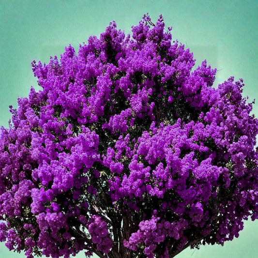 Dark Purple Crape Myrtle – Lagerstroemia Live Rooted Starter Plants | 2 Live Plants | Bare Root Flowering Shrubs | Fast Growing Landscape Tree