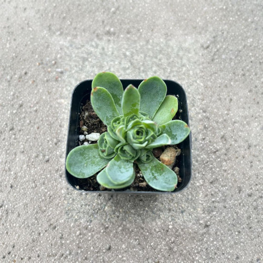 Greenovia dodrantalis – Live Succulent Plant | 2 Inch Pot | Fully Rooted | Rose-Shaped Rosette | Aeonium dodrantale | Easy Care