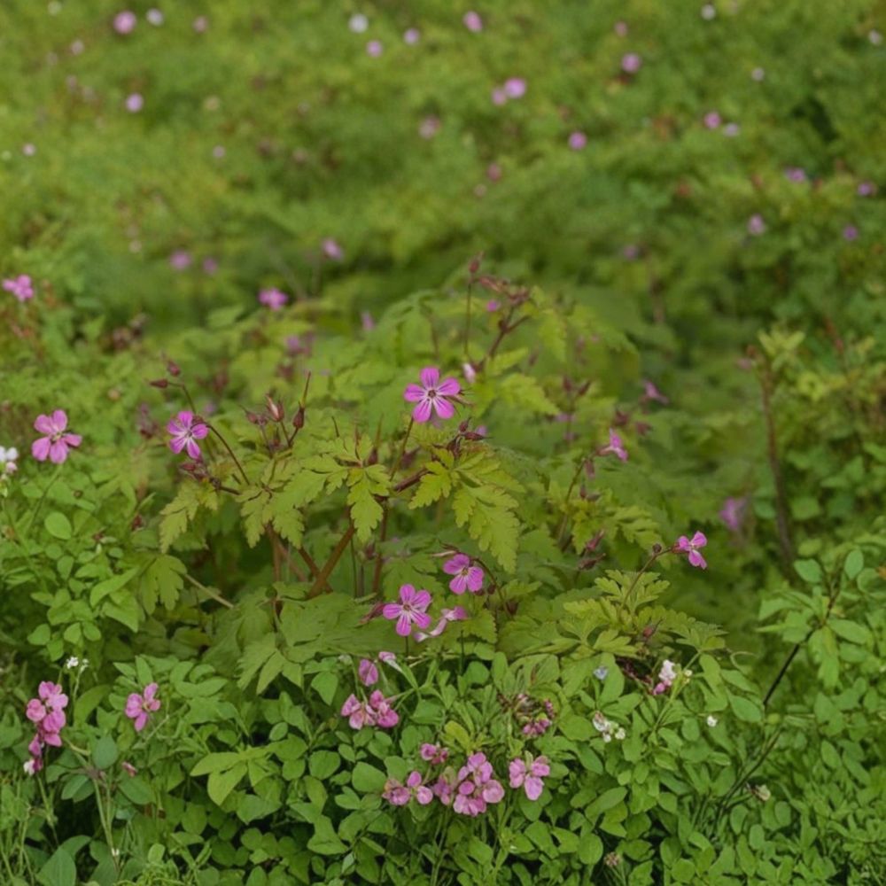 Herb Robert (Stinky Bob) – 5 Live Bare Root Plants | Geranium robertianum | Hardy Medicinal Herb | Woodland Perennial