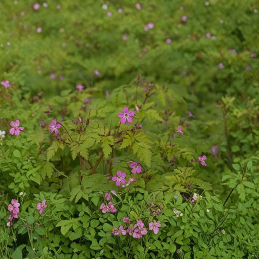 Herb Robert (Stinky Bob) – 5 Live Bare Root Plants | Geranium robertianum | Hardy Medicinal Herb | Woodland Perennial