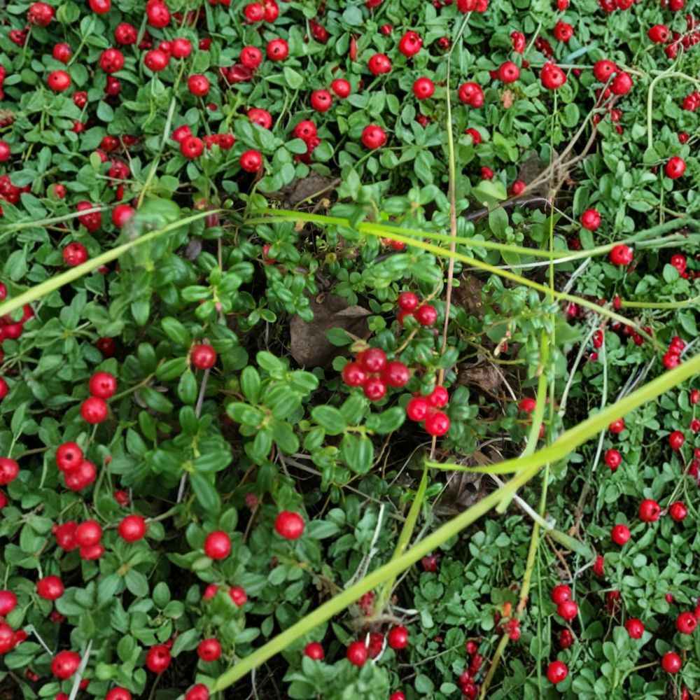 Lingonberry Live Rhizomes – Vaccinium vitis-idaea | 5 Bare Root Plants | Cold Hardy Berry Groundcover | Wild Harvested Native Fruit Plant