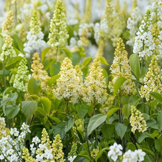Primrose Lilac – Syringa vulgaris 'Primrose' Live Rooted Plant | 4+ Inches Tall | Rare Pale Yellow Flowering Shrub