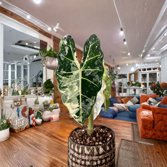 Alocasia Frydek Variegated Live Plant – 3–5 Inch Starter | Velvet Green & White Leaves | Tropical Houseplant | No Pot