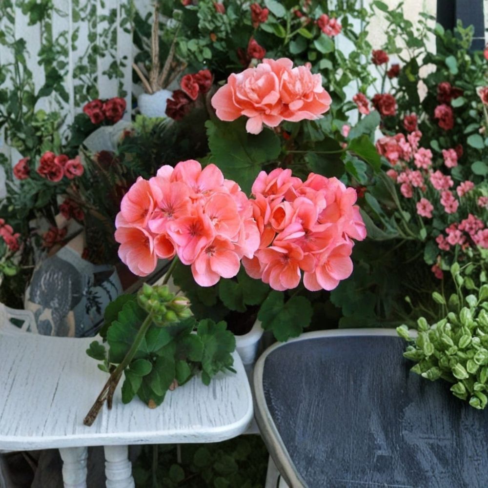 Geranium Salmon Pink Cuttings – Pelargonium Live Cuttings | 4 Fresh Upright Geranium Stems | Rooting Ready | Sunny Window & Patio Friendly