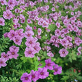 Dilys Geranium Seeds – Pelargonium Flower Seeds | 25+ Seeds Included | Colorful Garden Blooms | Patio & Container Friendly | Easy to Grow