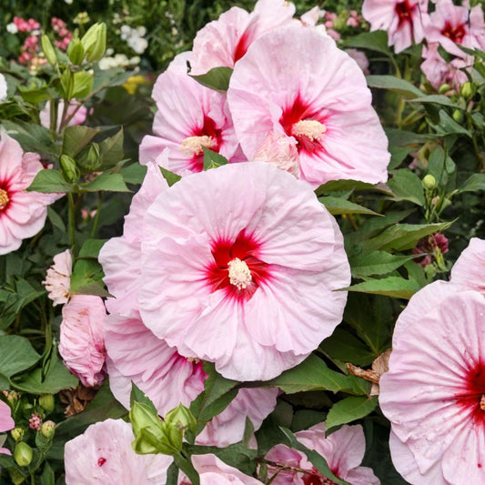 Bush Hibiscus 'All Eyes on Me' – Live Hardy Hibiscus | Pink 8" Blooms | 2.5" Pot | Proven Winners Perennial | Zones 4–9
