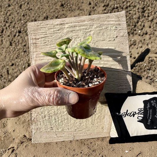 Kalanchoe Angel Trumpet Live Plant – Rare Exotic Kalanchoe Trompeta Baby Succulent | Drought Tolerant | Outdoor Plant