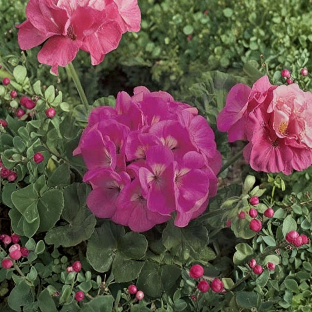 Maverick Series Pink Geranium Seeds – Pelargonium Zonal Flower Seeds | 10 Seeds Included | Large Pink Blooms | Patio & Container Friendly | Easy to Grow
