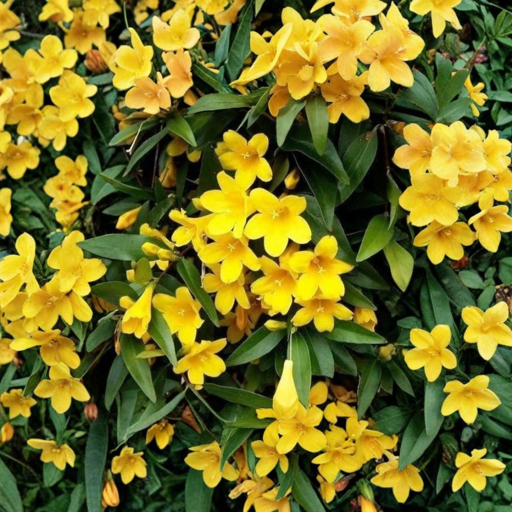 Carolina Jasmine Seeds – Gelsemium sempervirens | 25 Seeds | Yellow Jessamine Vine | Fragrant Evergreen Climber