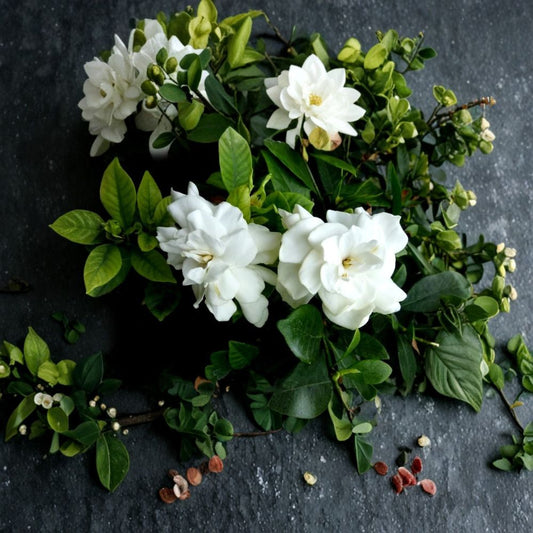 Gardenia Plant Set of 2 – Gardenia jasminoides Live Bush | 12 Inch Tall Bare Root Cape Jasmine | Fragrant White Flower Shrub | Heirloom Variety