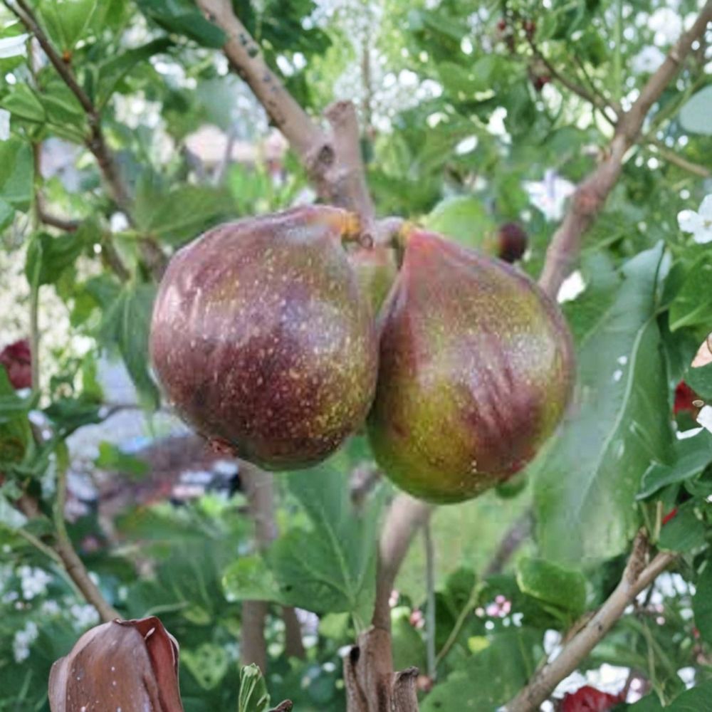 3 Olympian Fig Tree Starter Plugs – Ficus carica | 4–6 Inch Bare Root Starters | Cold Hardy Fruit Trees | Self-Pollinating | Easy to Grow