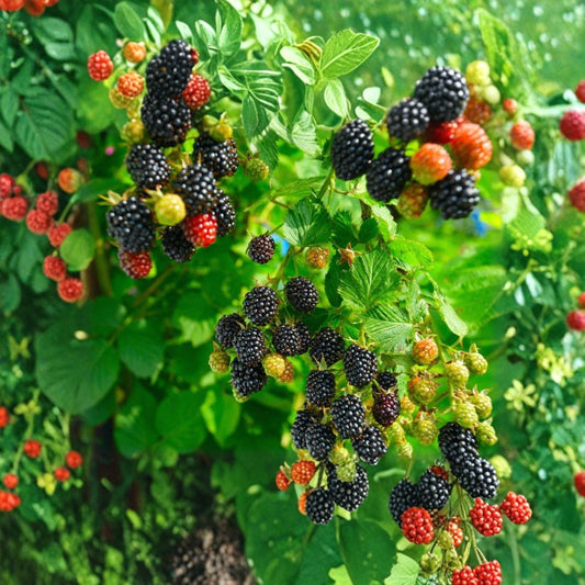 5 Sawtooth Blackberry Plants – Rubus argutus Live Rooted | Edible Berry Bush | Fast Growing Perennial | Ready to Plant