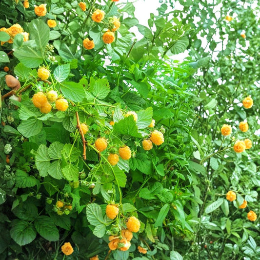 Anne Raspberry Plants – 3 Live Bare Root Canes | Super Sweet Yellow Raspberry | Large 1-Year Dormant Plants | Easy to Grow