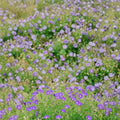 Brookside Geranium Seeds – 25+ Premium Flower Seeds | Colorful Garden Blooms | Patio & Balcony Friendly | Easy to Grow