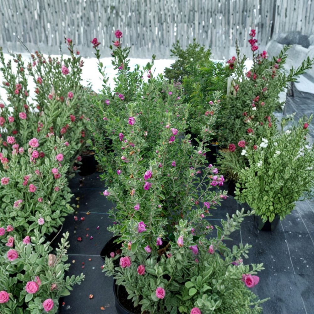 Purple Texas Sage – Leucophyllum frutescens Live Plant | 2–3 Feet Tall | Flowering Evergreen Shrub | Drought Tolerant Hedge Plant | Pollinator Friendly