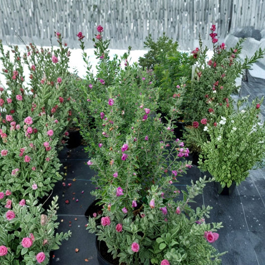Purple Texas Sage – Leucophyllum frutescens Live Plant | 2–3 Feet Tall | Flowering Evergreen Shrub | Drought Tolerant Hedge Plant | Pollinator Friendly